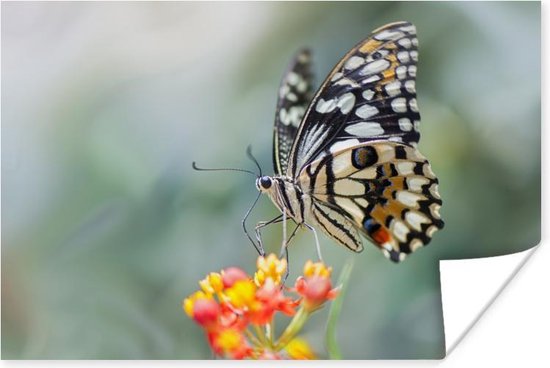 Pages vlinder op bloem Poster 90x60 cm - Foto print op Poster (wanddecoratie)