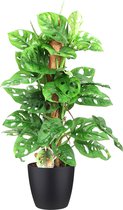 Monstera Monkey Leaf in ELHO sierpot (zwart) (MML16.MOSSTOK)