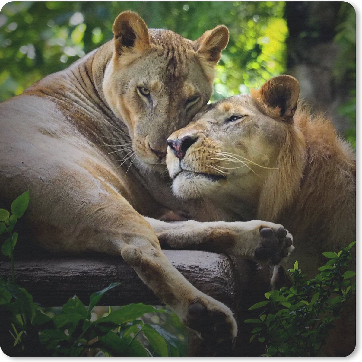 Muismat 30x30 cm - Mousepad Leeuwen - Boom - Gras - Muismatten