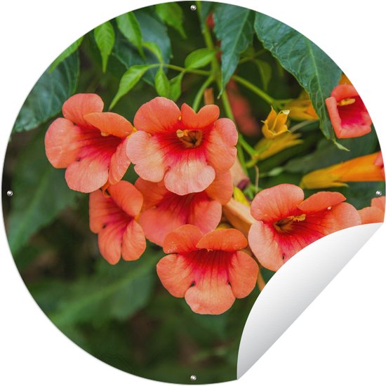 Garden Circle Fleurs d' Oranje sur une plante grimpante - 120x120 cm - Poster de jardin - XXL