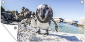 Tuinposter Close-up van een Pinguïn op Boulders Beach - 60x30 cm - Tuindoek - Buitenposter