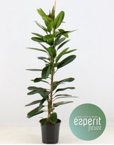 Kamerplant van Botanicly – Treurvijg – Hoogte: 150 cm – Ficus Tresor