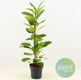 Kamerplant van Botanicly – Treurvijg – Hoogte: 105 cm – Ficus altissima