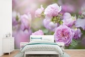 Behang - Fotobehang Planten van roze rozen groeien in de natuur - Breedte 330 cm x hoogte 220 cm