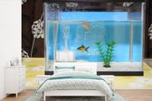 Behang - Fotobehang Twee visjes in een aquarium - Breedte 525 cm x hoogte 350 cm