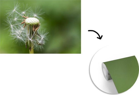 Papier peint photo peint vinyle - Pissenlit perdant ses graines largeur 525 cm x hauteur 350 cm - Tirage photo sur papier peint (disponible en 7 tailles)