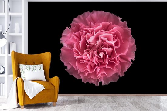 Papier peint photo peint photo vinyle - Oeillet rose sur fond noir largeur 360 cm x hauteur 240 cm - Tirage photo sur papier peint (disponible en 7 tailles)