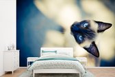 Behang - Fotobehang Een Siamese kat vanaf boven - Breedte 600 cm x hoogte 400 cm