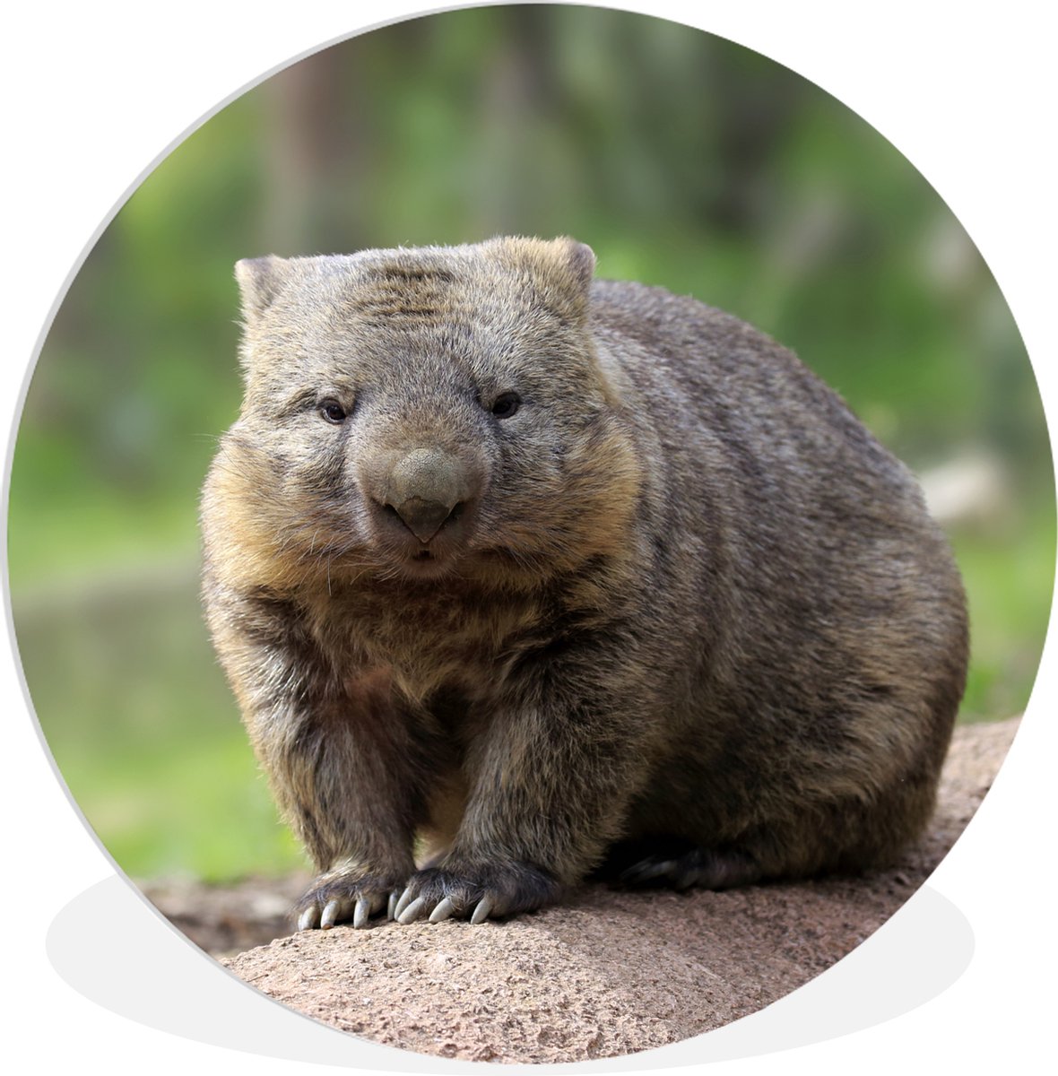 WallCircle - Wandcirkel ? 120 - Een wombat zit op een boomstam - Ronde schilderijen woonka