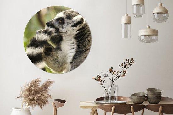 WallCircle - Wall Circle - Wall Circle Indoor - Singe - Animal - Lémurien à queue annelée - 150x150 cm - Décoration murale - Peintures Ronds
