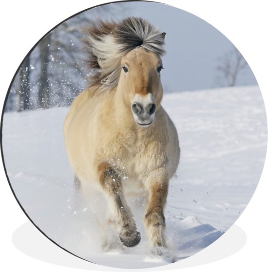 WallCircle - Wandcirkel - Muurcirkel - Rennend fjord paard in de sneeuw - Aluminium - Dibond - ⌀ 140 cm - Binnen en Buiten