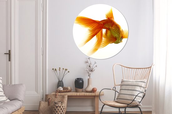 WallCircle - Cercle Mural - Cercle Mural - Poisson Rouge - Animaux aquatiques - Wit - Aluminium - Dibond - 120x120 cm - Intérieur et Extérieur XXL