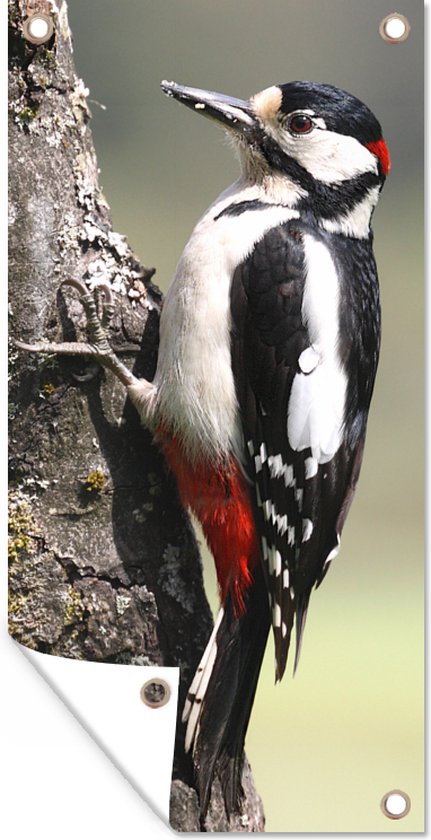 Tuinposter Een grote bonte specht in op een boomstam - 30x60 cm - Tuindoek - Buitenposter