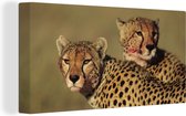 Canvas Schilderij Twee cheeta's op de savanne - 80x40 cm - Wanddecoratie