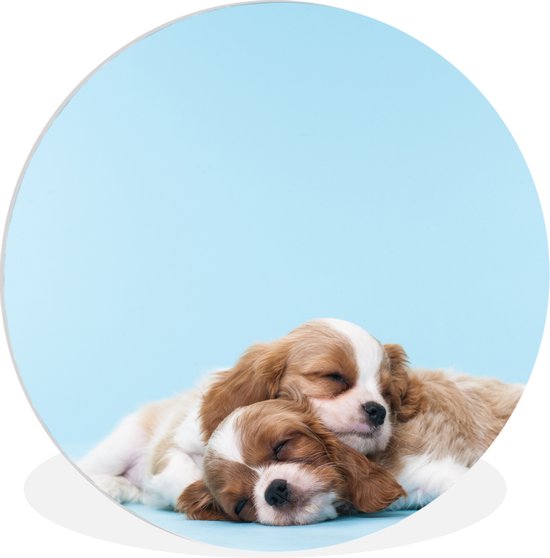 WallCircle - Cercle mural ⌀ 90 - Deux Cavalier King Charles Spaniels dormant l'un sur l'autre - Tableaux ronds salon - Assiette murale ronde - Décoration murale cercle - Décoration chambre intérieur - Décoration murale cercle - Accessoires de maison