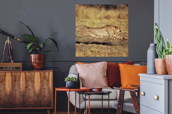 Stickers Stickers muraux - Vue de face femelle guépard - 80x80 cm - Film adhésif