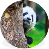 WallCircle - Wandcirkel ⌀ 60 - Panda - Boom - Bos - Ronde schilderijen woonkamer - Wandbord rond - Muurdecoratie cirkel - Kamer decoratie binnen - Wanddecoratie muurcirkel - Woonaccessoires