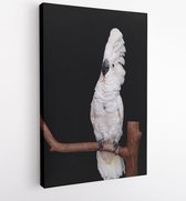 Canvas schilderij - White cockatoo closeup with black background  -   1631274520 - 50*40 Vertical