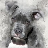 diamond painting pitbull puppy 40 x 30 cm 266 gr