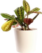 Plant in hydrocultuur systeem van Botanicly: Pijlwortel met weinig onderhoud – in crème kleurig hydrocultuur sierpot – Hoogte: 25 cm – Maranta leuconeura Tricolor