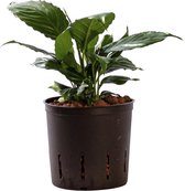 Plant in hydrocultuur systeem van Botanicly: Lepelplant  met weinig onderhoud – Hoogte: 25 cm – Spathiphyllum Hybriden