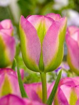 100x Tulpen 'Groenland'  bloembollen met bloeigarantie