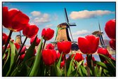 Nederlandse tulpen voor de molens van Amsterdam - Foto op Akoestisch paneel - 90 x 60 cm