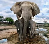 Moeder olifant met jongen - Fotobehang (in banen) - 350 x 260 cm