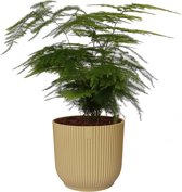 Kamerplant van Botanicly – Sierasperge in beige ELHO plastic pot als set – Hoogte: 28 cm – Asparagus Plumosus