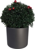 FloraExpert - Ilex - 45 Cm - Ø 30