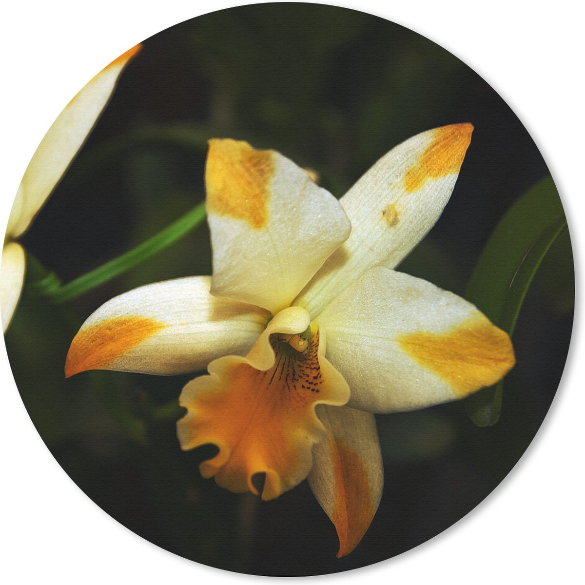 Muismat rond 50x50 cm - Mousepad Twee orchideebloemen - Ronde muismatten