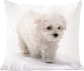 Sierkussens - Kussentjes Woonkamer - 60x60 cm - Schattige kleine Maltezer hond