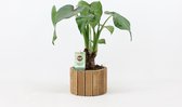 Kamerplant van Botanicly – Olifantsoor in houten pot als set – Hoogte: 50 cm – Alocasia Cucullata