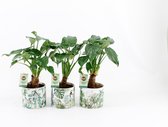 Kamerplant van Botanicly – Olifantsoor in gevormde keramiek pot als set – Hoogte: 45 cm – Alocasia Cucullata