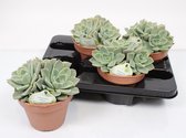 Cactus van Botanicly – Echeveria – Hoogte: 20 cm