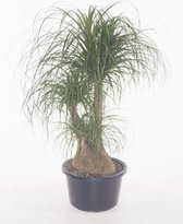 Kamerplant van Botanicly – Olifantenpoot – Hoogte: 95 cm – Beaucarnea recurvata