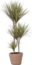 Kamerplant van Botanicly – Drakenboom incl. rotan sierpot als set – Hoogte: 120 cm – Dracaena Marginata Bicolor