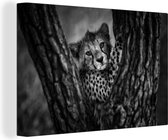Canvas Schilderij Jonge cheeta in een boom - 60x40 cm - Wanddecoratie