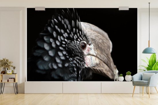 Papier peint photo peint photo vinyle - Calao à oreilles argentées gros plan sur fond noir largeur 360 cm x hauteur 240 cm - Tirage photo sur papier peint (disponible en 7 tailles)