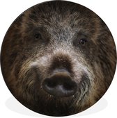 WallCircle - Cercle Mural - Cercle Mural - Sanglier - Animal - Cochon - Aluminium - Dibond - 120x120 cm - Intérieur et Extérieur XXL