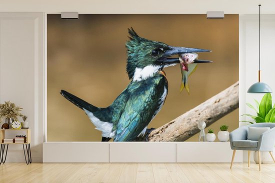 Papier peint Papier peint photo en vinyle - Martin-pêcheur en gros plan avec une proie largeur 360 cm x hauteur 240 cm - Tirage photo sur papier peint (disponible en 7 tailles)