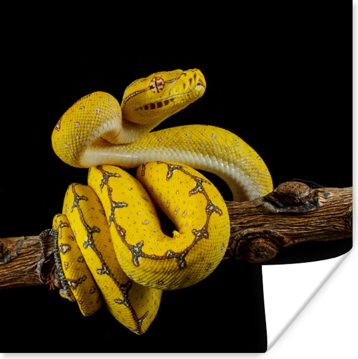 Gele boom python voor zwarte achtergrond poster papier 30x30 cm - Foto ...