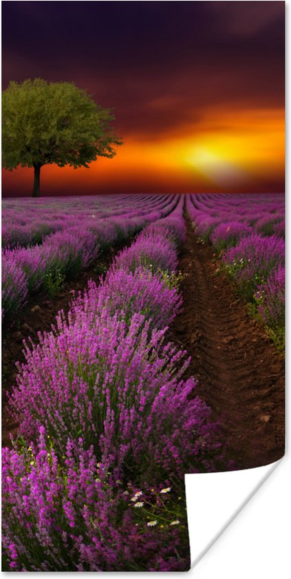 Poster lavendelveld op een donkere avond met zonsondergang