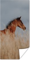 Poster Paard - Lucht - Gras - 20x40 cm