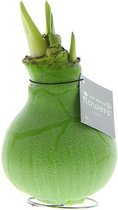 Wax Amaryllis Marble Groen | 1 stuk | Rood | Kamerplant