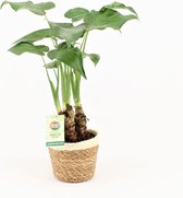 Kamerplant van Botanicly – Olifantsoor in zeegras pot als set – Hoogte: 45 cm – Alocasia Cucullata