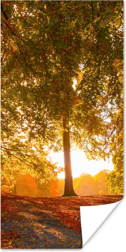 Poster Herfst - Licht - Bos - 40x80 cm