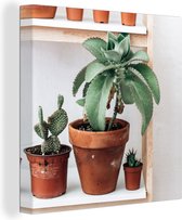 Tableau sur toile Cactus sur étagère - 90x90 cm - Décoration murale