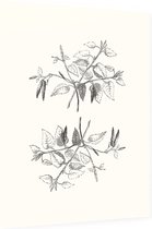 Berk zwart-wit plus (Birch) - Foto op Dibond - 30 x 40 cm