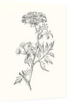 Sium Suave zwart-wit Schets (Water Parsnip) - Foto op Dibond - 30 x 40 cm